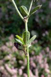 Trifolium arvense