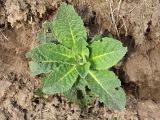 Verbascum lychnitis