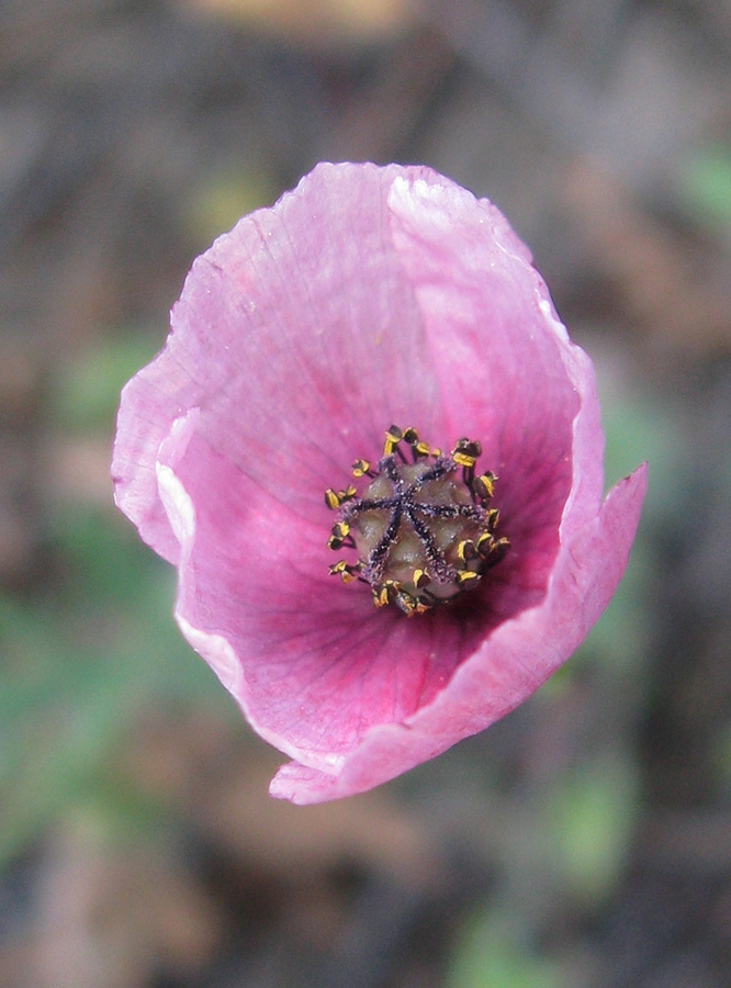 Image of Papaver stevenianum specimen.