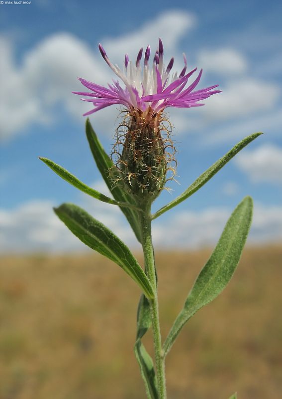 Image of Centaurea trichocephala specimen.