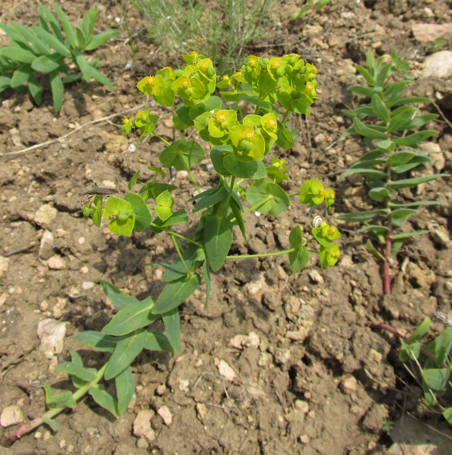 Изображение особи Euphorbia agraria.