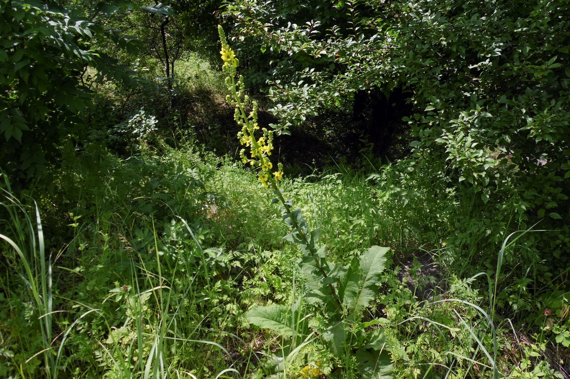 Image of Verbascum pyramidatum specimen.