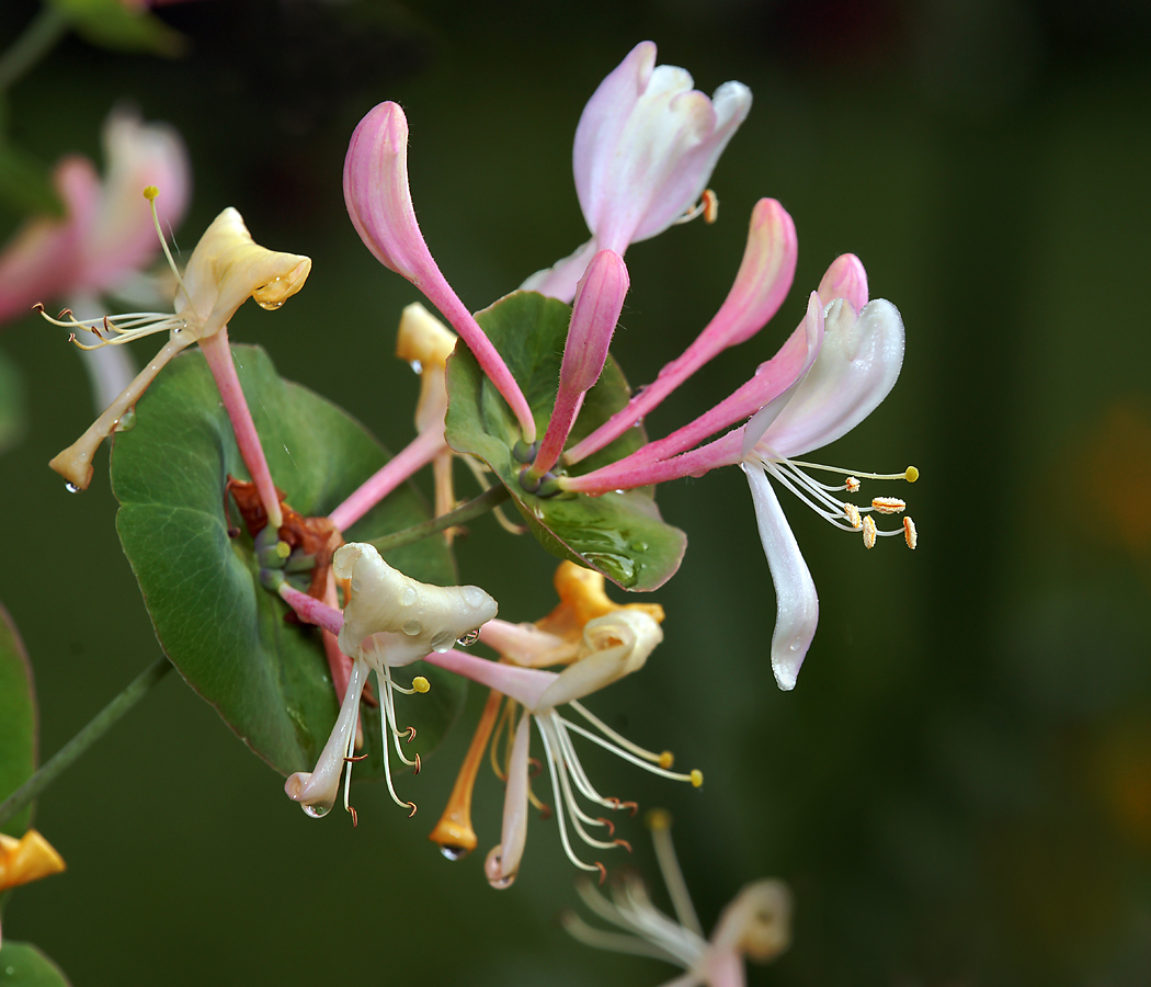 Изображение особи Lonicera caprifolium.