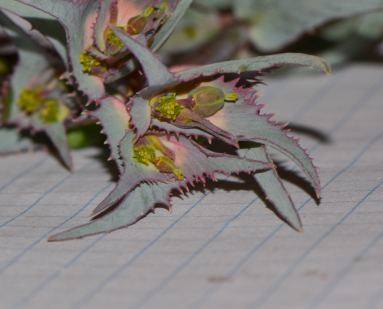 Image of Euphorbia retusa specimen.