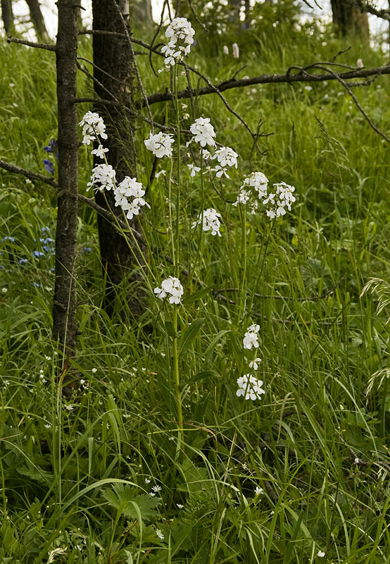 Image of Hesperis sibirica ssp. pseudonivea specimen.