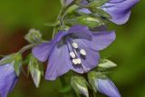 Polemonium schmidtii