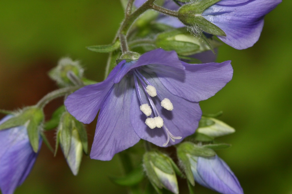 Image of Polemonium schmidtii specimen.