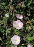 Convolvulus arvensis