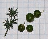 Изображение особи. Автор - Татьяна Мальчинская