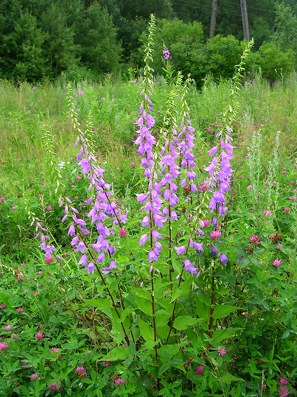 Image of Campanula rapunculoides specimen.