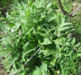 Symphytum officinale