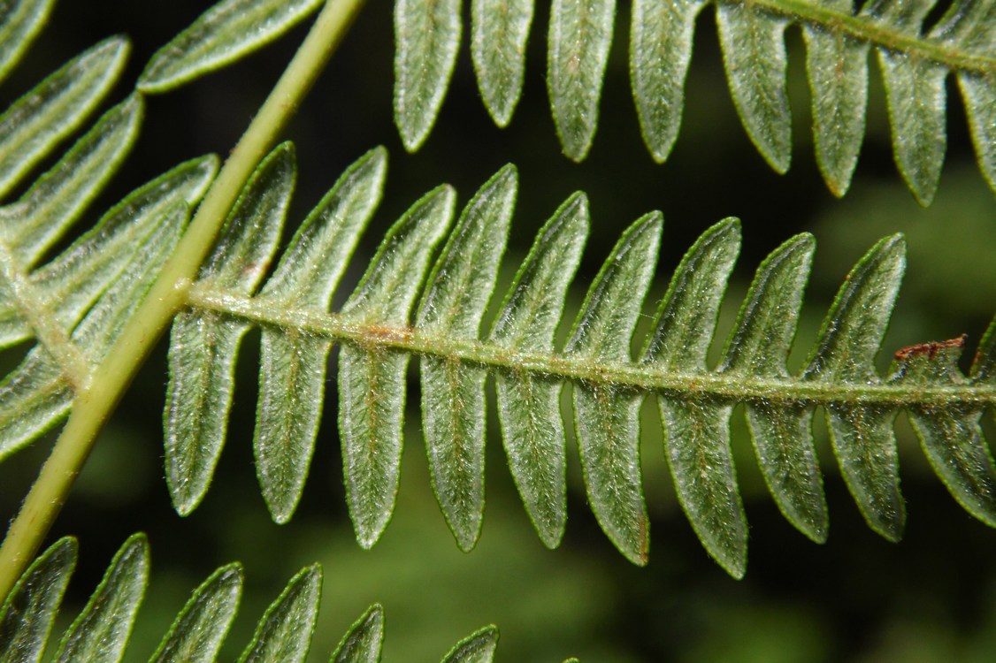 Изображение особи Pteridium aquilinum.