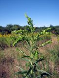 Solidago canadensis