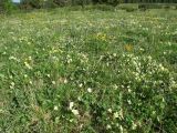 Viola altaica