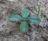 Image of taxon representative. Author is Геннадий Окатов
