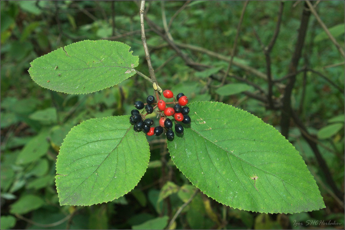 Image of Viburnum lantana specimen.