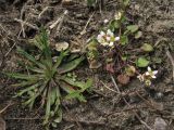 Cochlearia danica