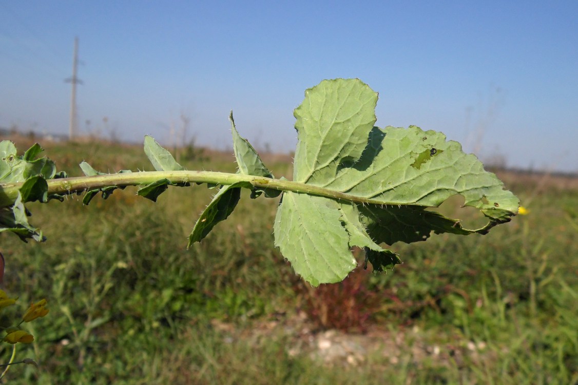 Изображение особи Brassica campestris.