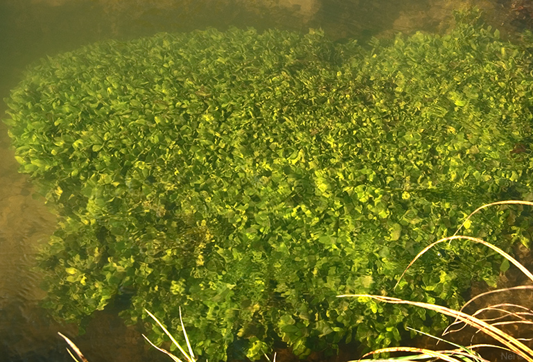 Изображение особи Veronica anagallis-aquatica.