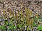 Equisetum telmateia