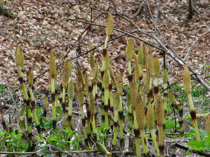 Изображение особи Equisetum telmateia.