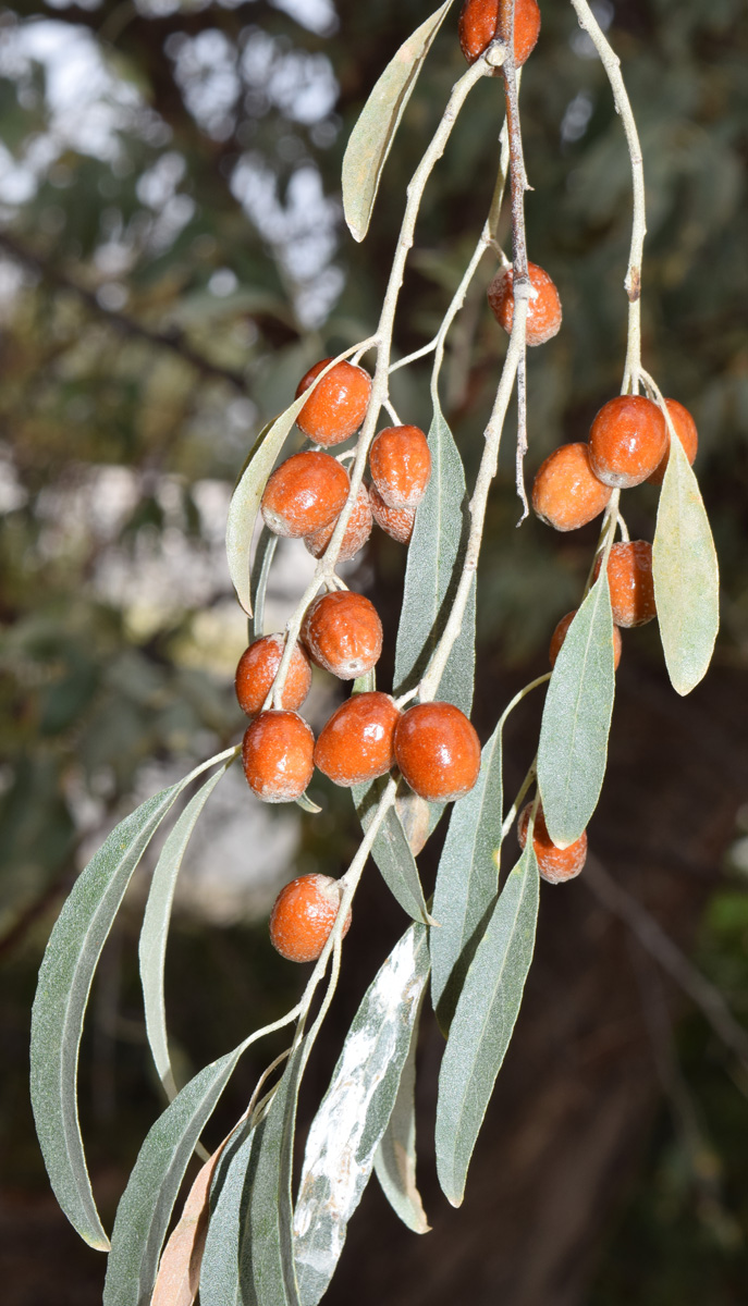 Image of Elaeagnus angustifolia specimen.