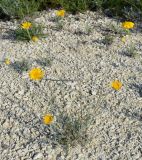 Anthemis trotzkiana