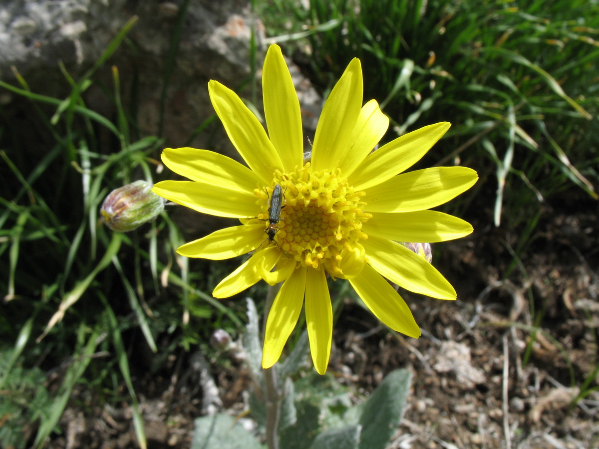 Изображение особи Ligularia narynensis.