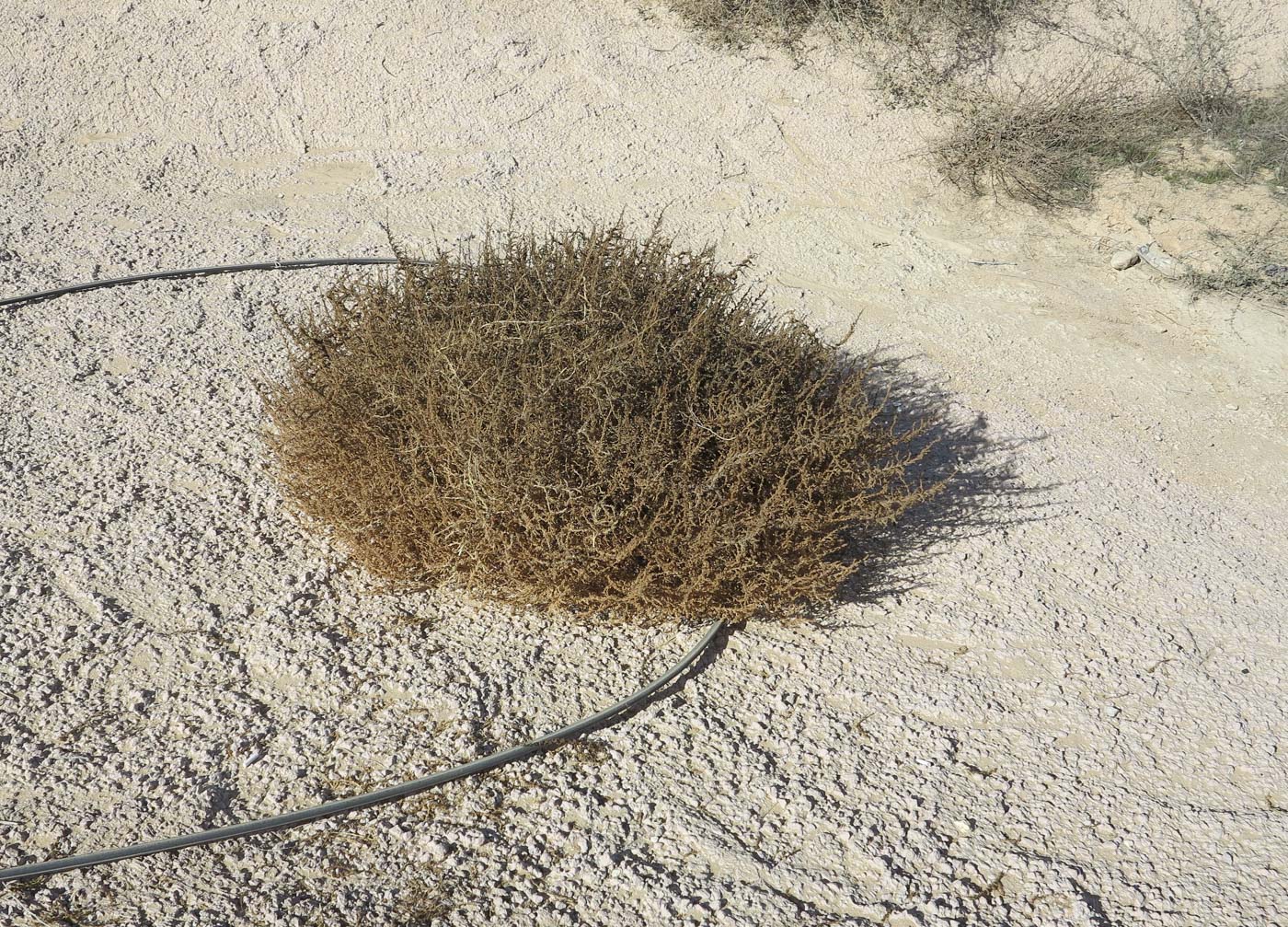 Изображение особи Bassia indica.