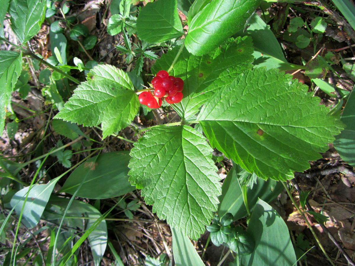 Изображение особи Rubus saxatilis.