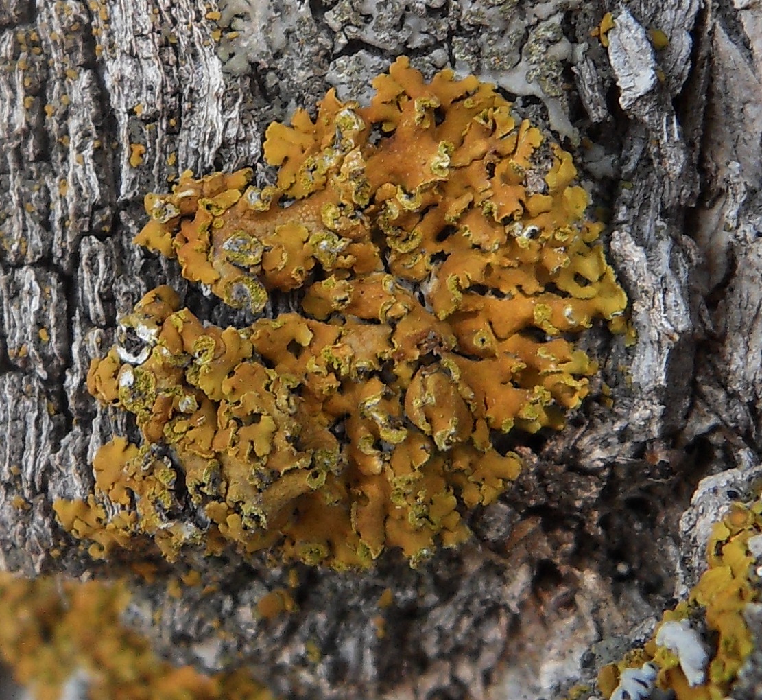 Image of Oxneria fallax specimen.