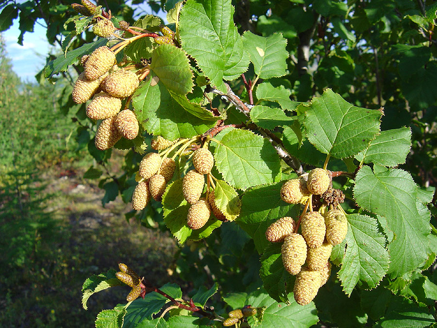 Image of Duschekia fruticosa specimen.