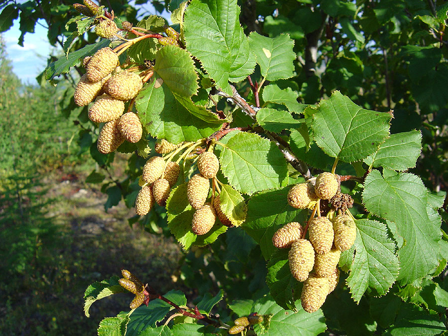 Изображение особи Duschekia fruticosa.