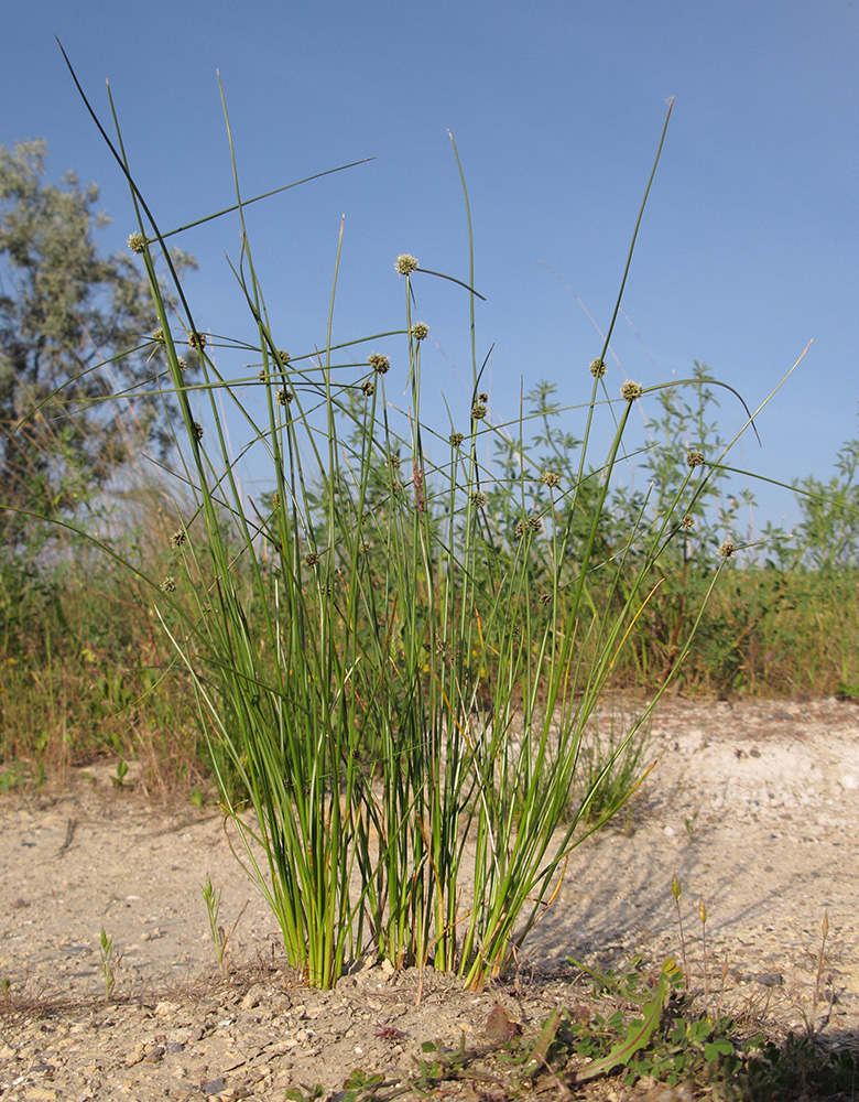 Изображение особи Scirpoides holoschoenus.