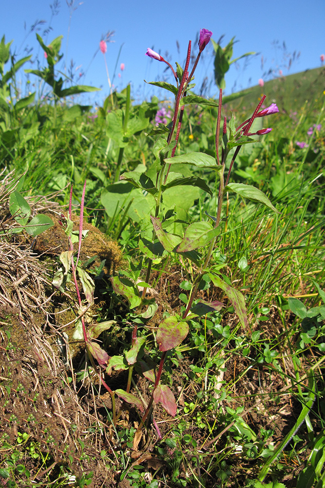 Image of Epilobium algidum specimen.