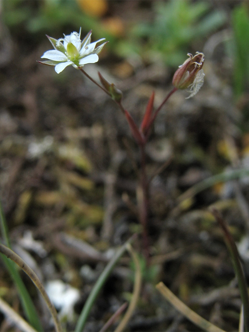 Изображение особи Minuartia hybrida.