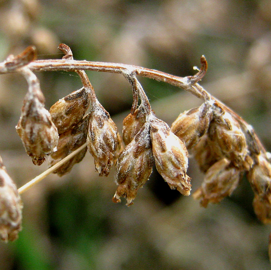 Image of Artemisia taurica specimen.