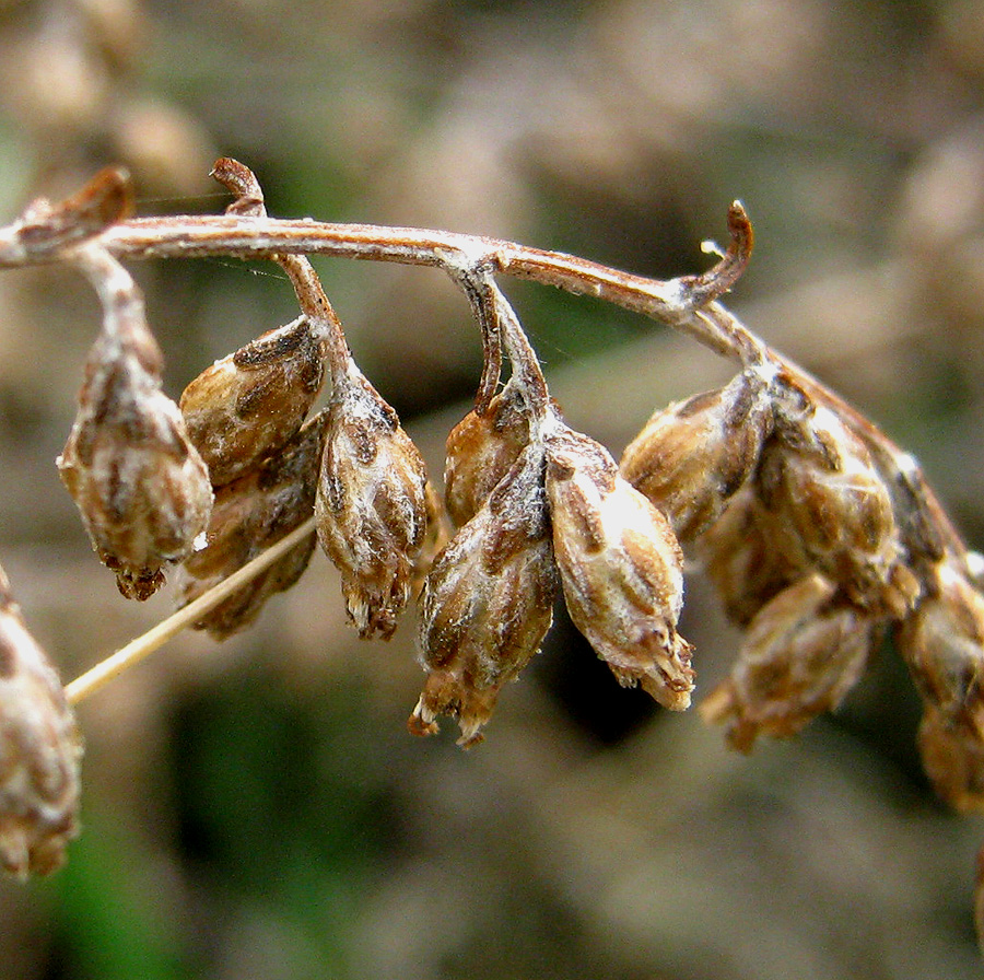 Изображение особи Artemisia taurica.