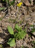 Primula subspecies canescens