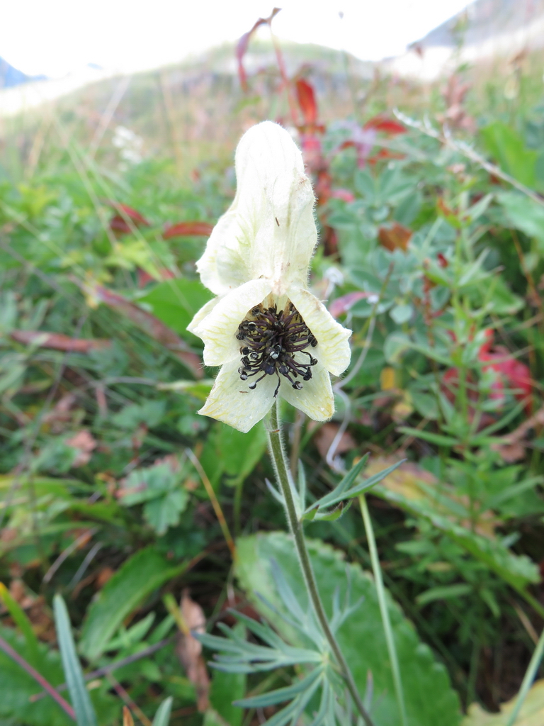 Изображение особи Aconitum anthoroideum.