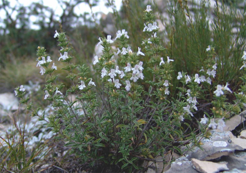 Image of Satureja subdentata specimen.