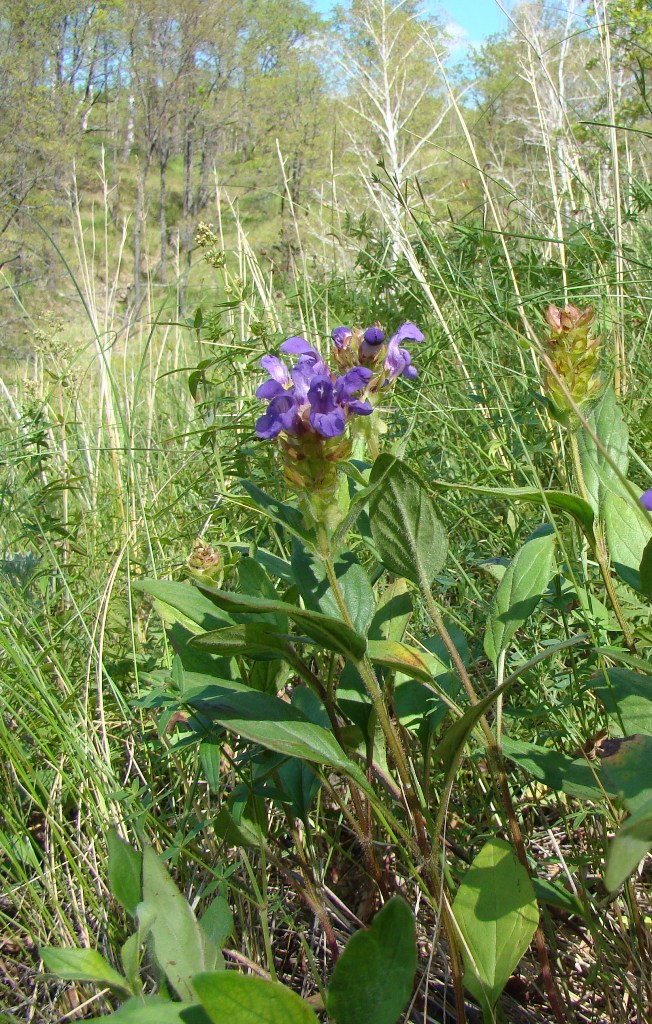 Image of Prunella grandiflora specimen.
