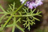 Glandularia pulchella