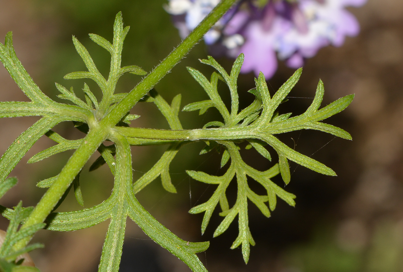 Image of Glandularia pulchella specimen.