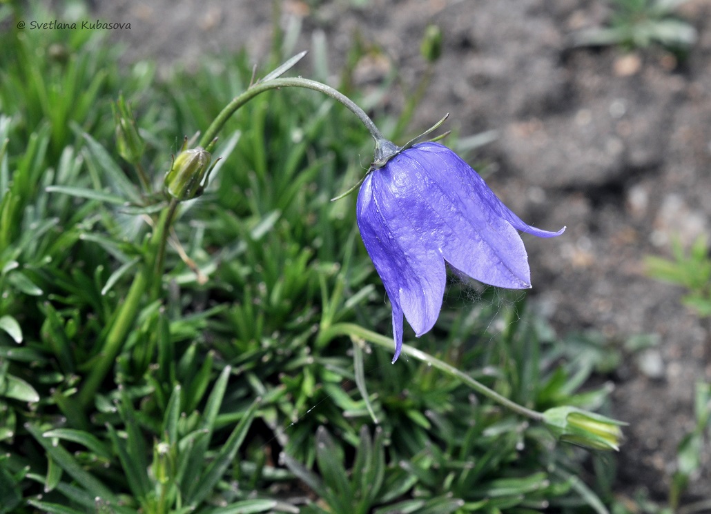 Image of Campanula rotundifolia specimen.