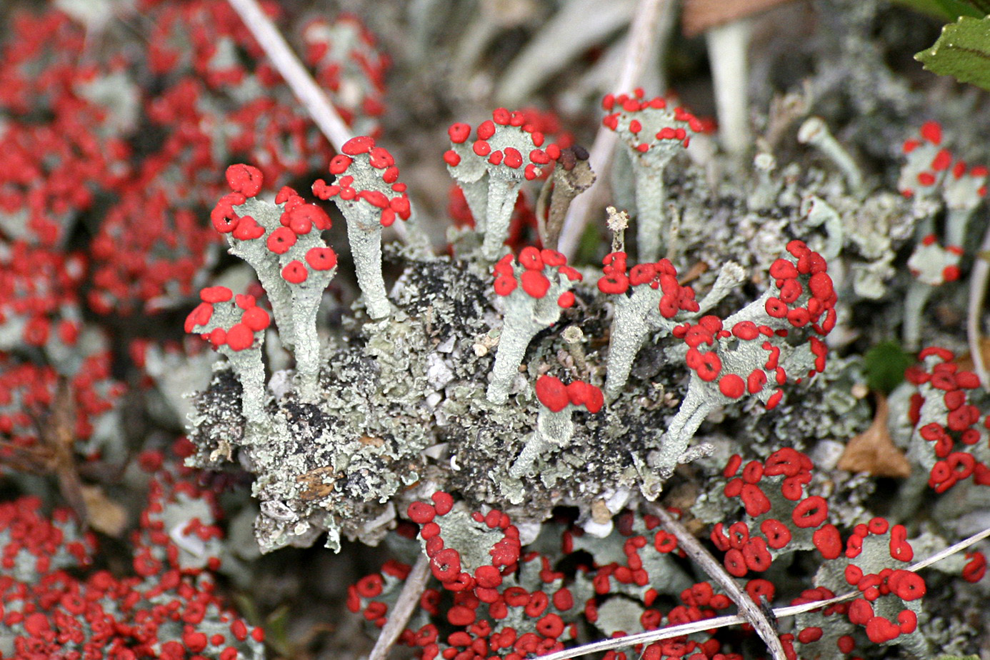 Изображение особи род Cladonia.