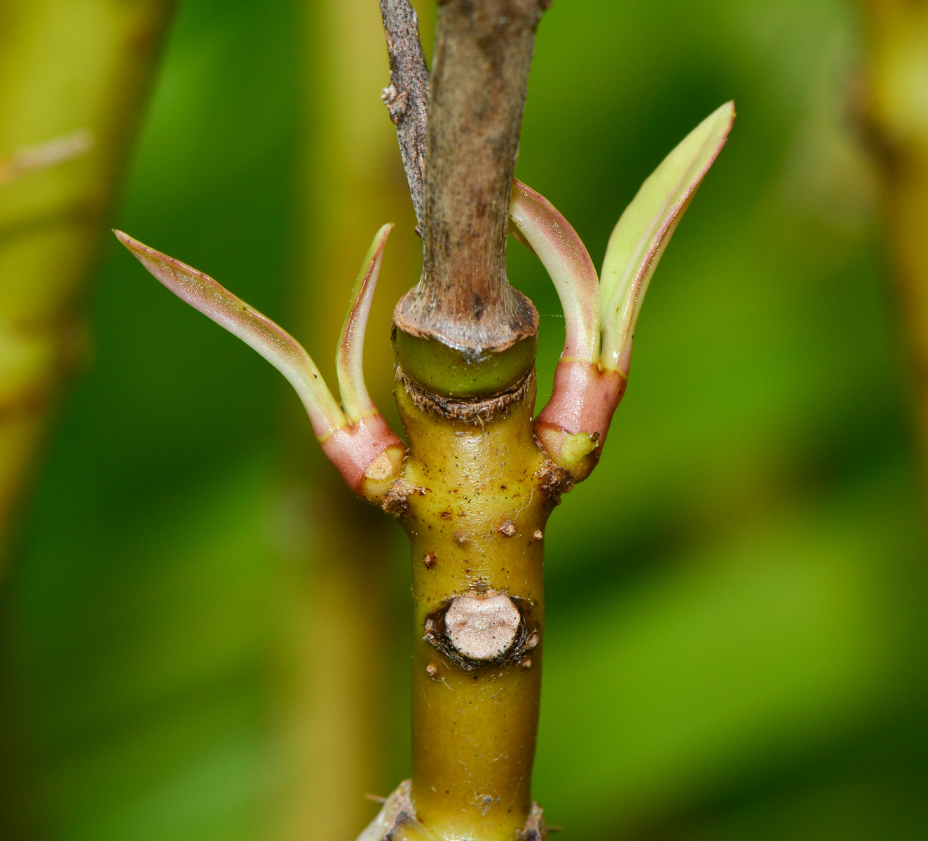 Image of Acanthus ilicifolius specimen.