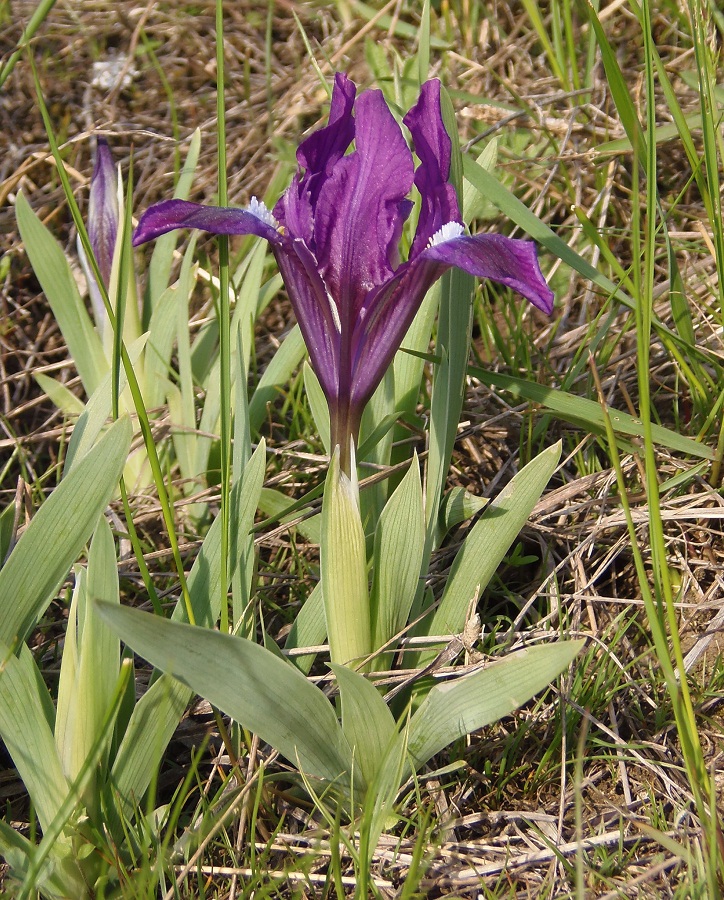 Изображение особи Iris pumila.