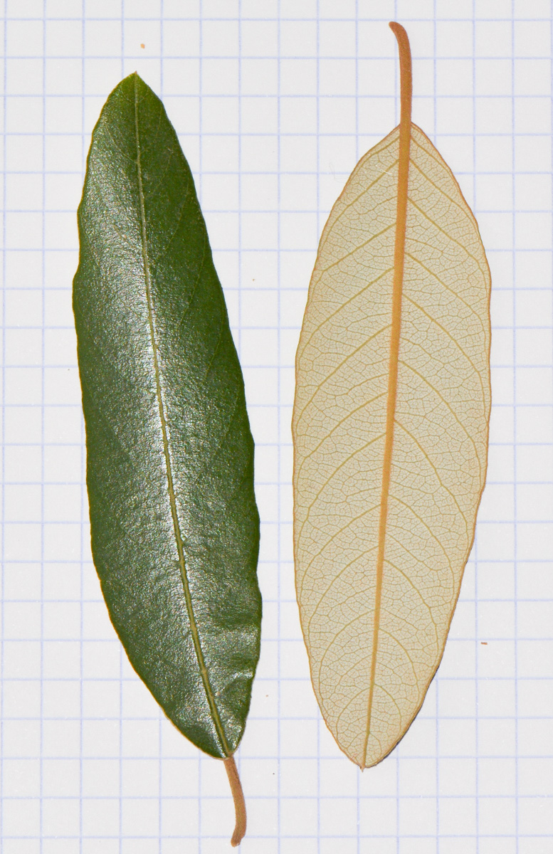 Image of Alphitonia excelsa specimen.