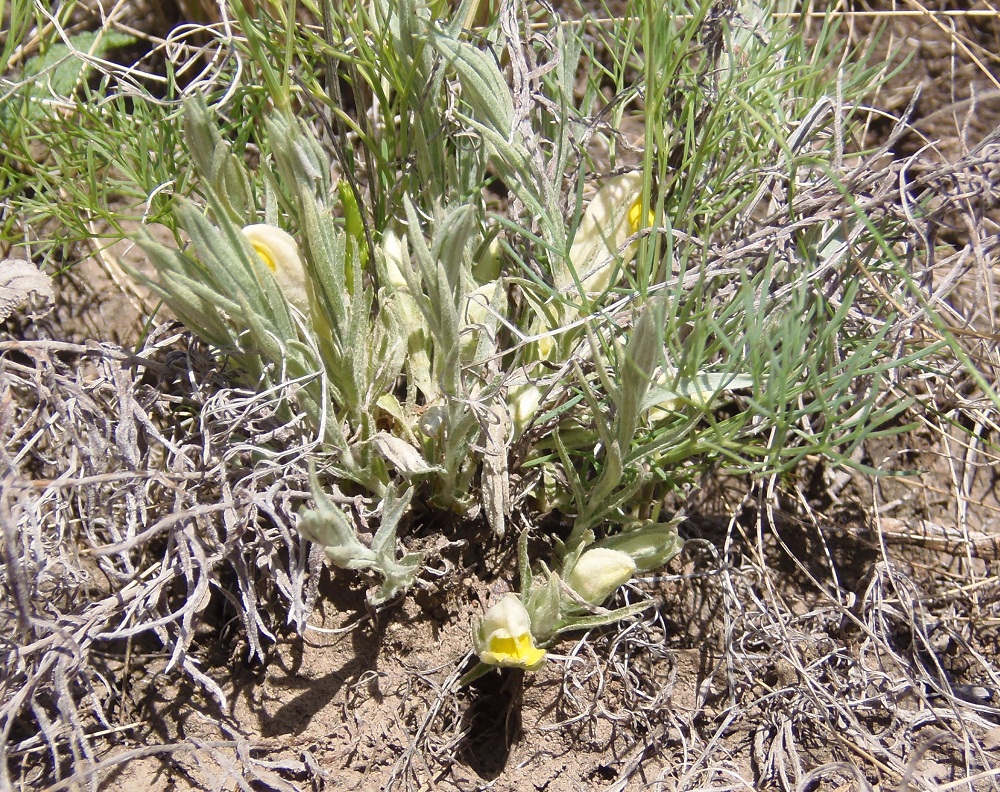 Image of Cymbochasma borysthenica specimen.